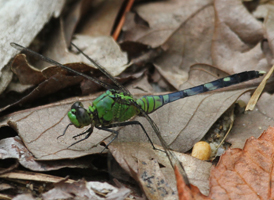 Eastern Pondhawk